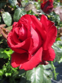 Rosa Grande Amore